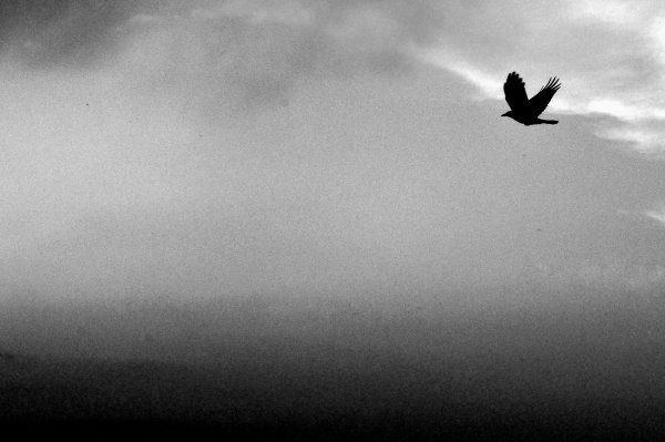 Полет птицы