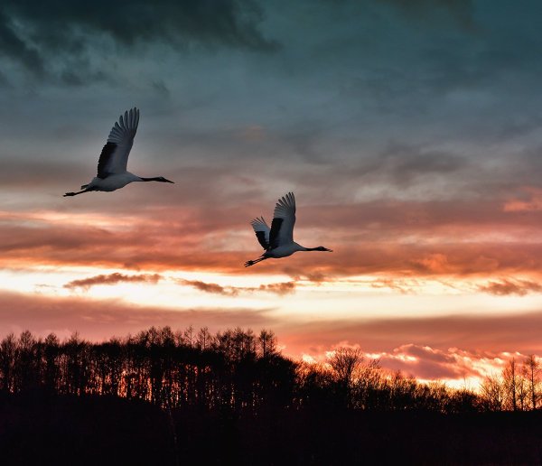 Журавль в небе