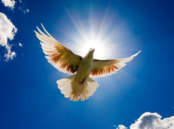 Международный день мира