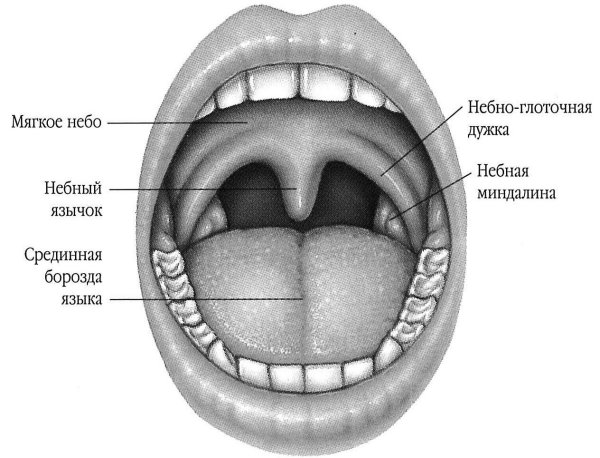 Дужка миндалина язычок