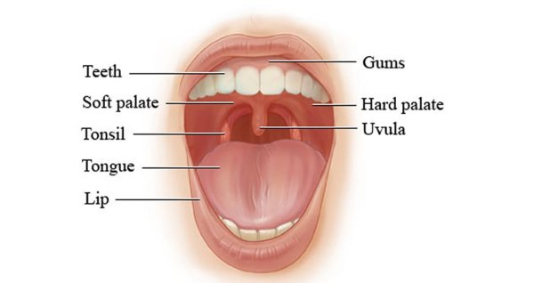 Миндалины ротовой полости