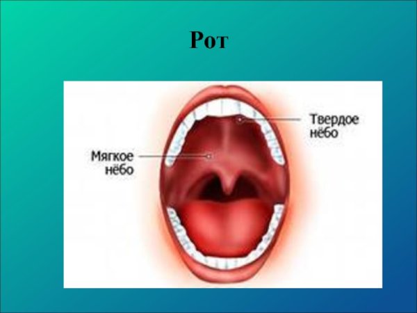 Твердое небо и мягкое небо