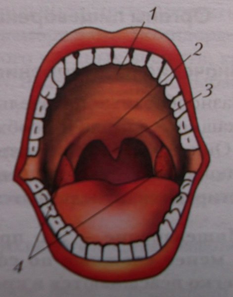 Мягкое небо ротовой полости
