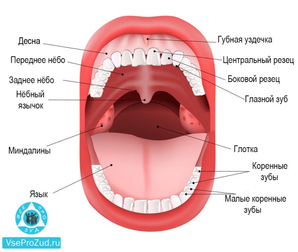 Функции твердого и мягкого неба