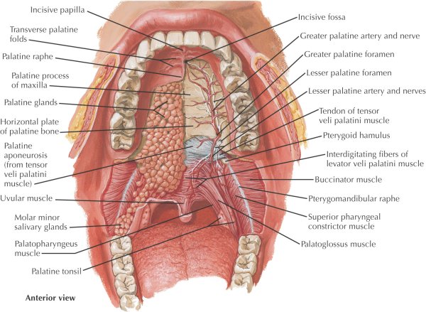 Мышцы мягкого неба анатомия