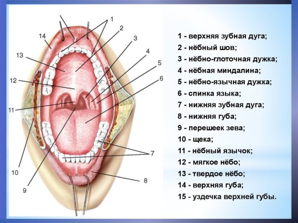 Небные ямки твердого неба