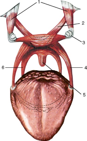 Слизистая ротовой полости строение