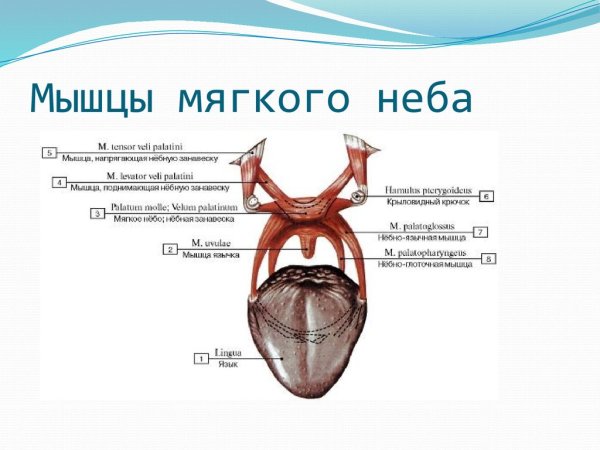 Строение твердого и мягкого неба