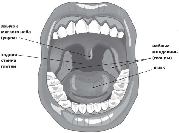 Поперечные небные складки