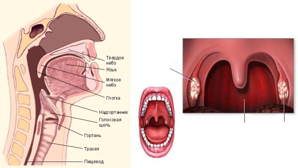 Строение ротовой полости человека