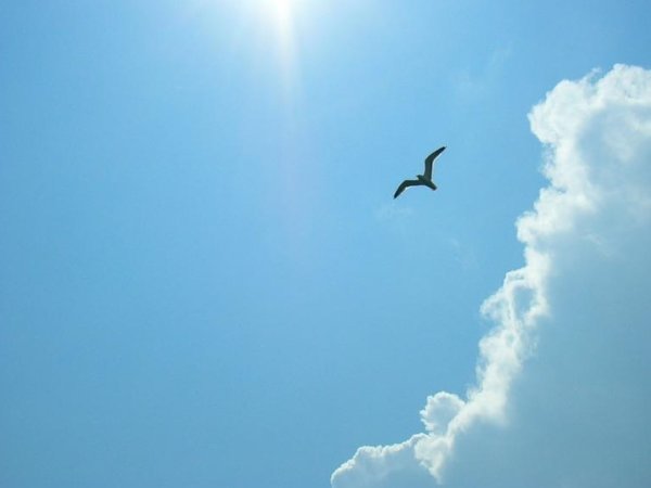 Птички в небе