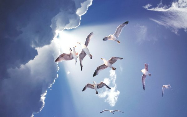 Птицы летают