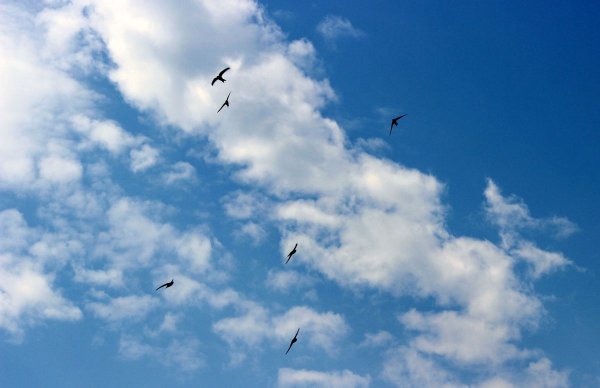 Ласточки в небе