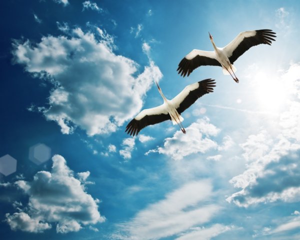 Праздник белых журавлей