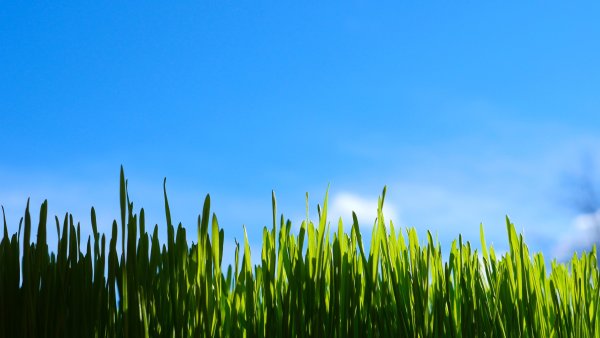 Газон трава небо