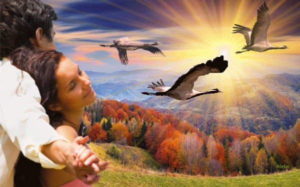 Журавли любовь