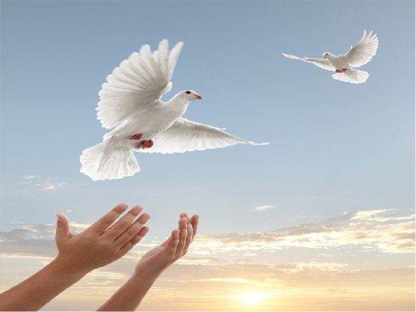 Улетающий голубь в небо