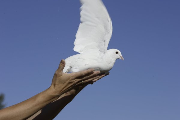 Девушка выпускает птицу