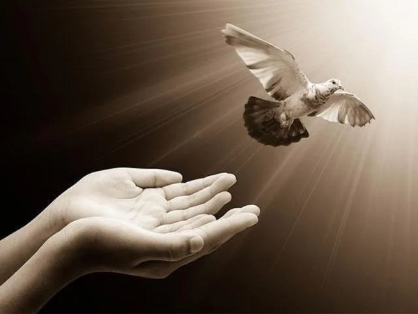 Дети запускают голубей в небо