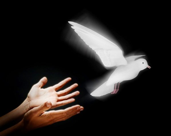 Девушка выпускает голубя