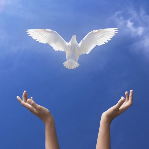 Голубь улетает из рук