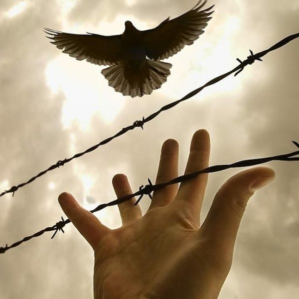 Голуби на памятнике гравировка