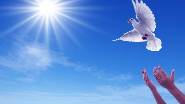 Отпустить птицу