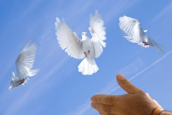 Девушка отпускает птицу