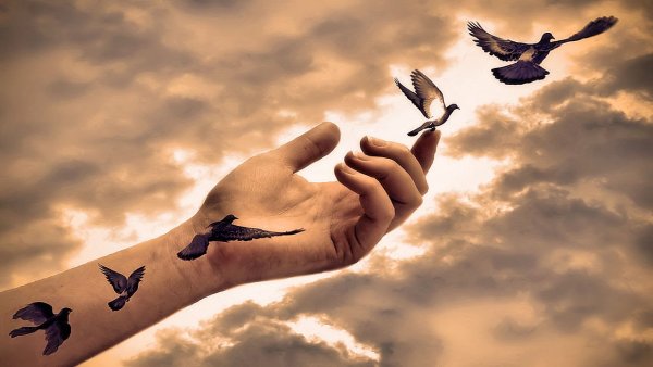 Птица улетает с руки