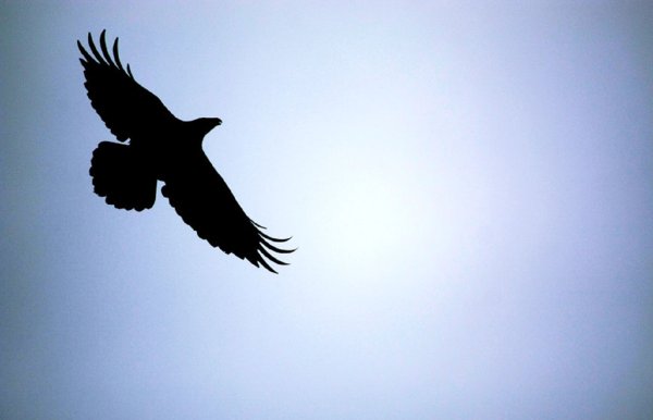 Черный ворон в небе