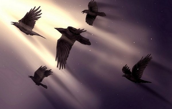 Вороны в полете стая