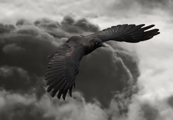 Вороны в небе