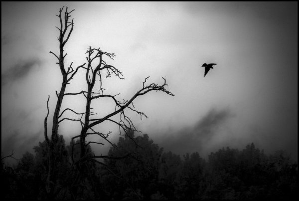 Мрачный лес с птицами