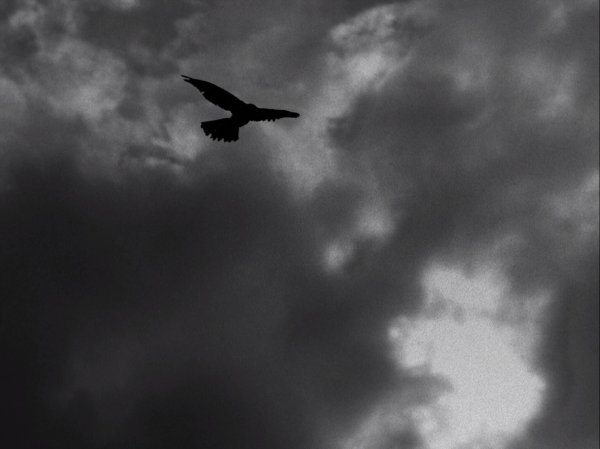 Черные птицы в небе