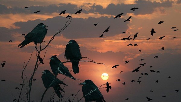 Грачи улетают на Юг