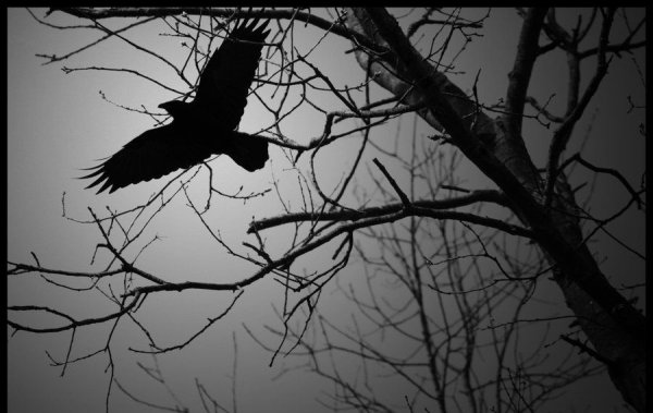 Ворон на ветке ночь