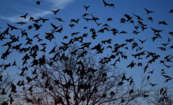 Воронья стая