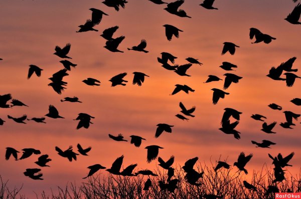 Ворон ночь Луна