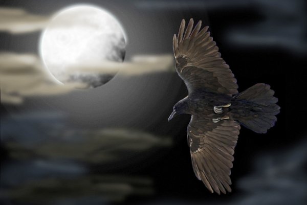 Птицы улетают