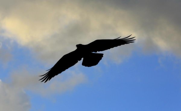 Стая летучих мышей