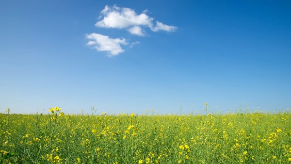 Алтайский край Троицкий район природа