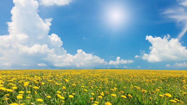 Летний фон для презентации