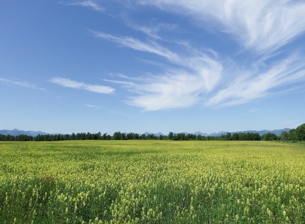 Фон трава и небо