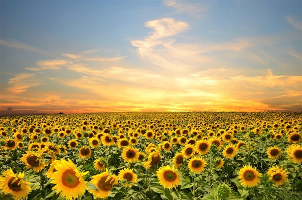Природа август Подсолнухи