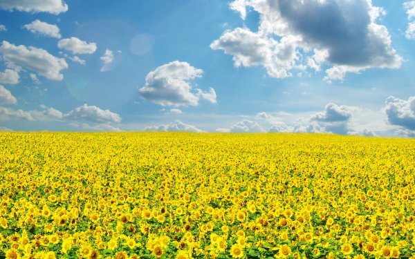 Украина природа Подсолнухи август