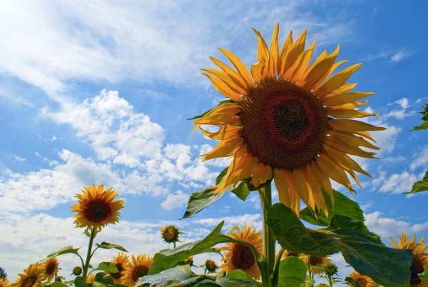 Небо голубое и Подсолнечники картинки красивые