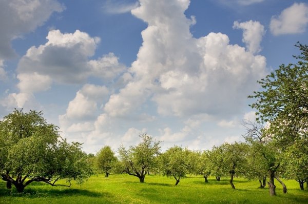 Сад в облаках