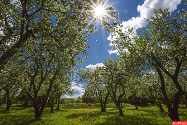 Яблоневый сад сад