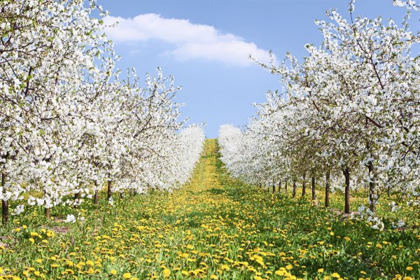 Весенняя ночь