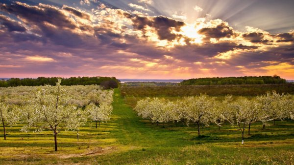 Летняя ночь